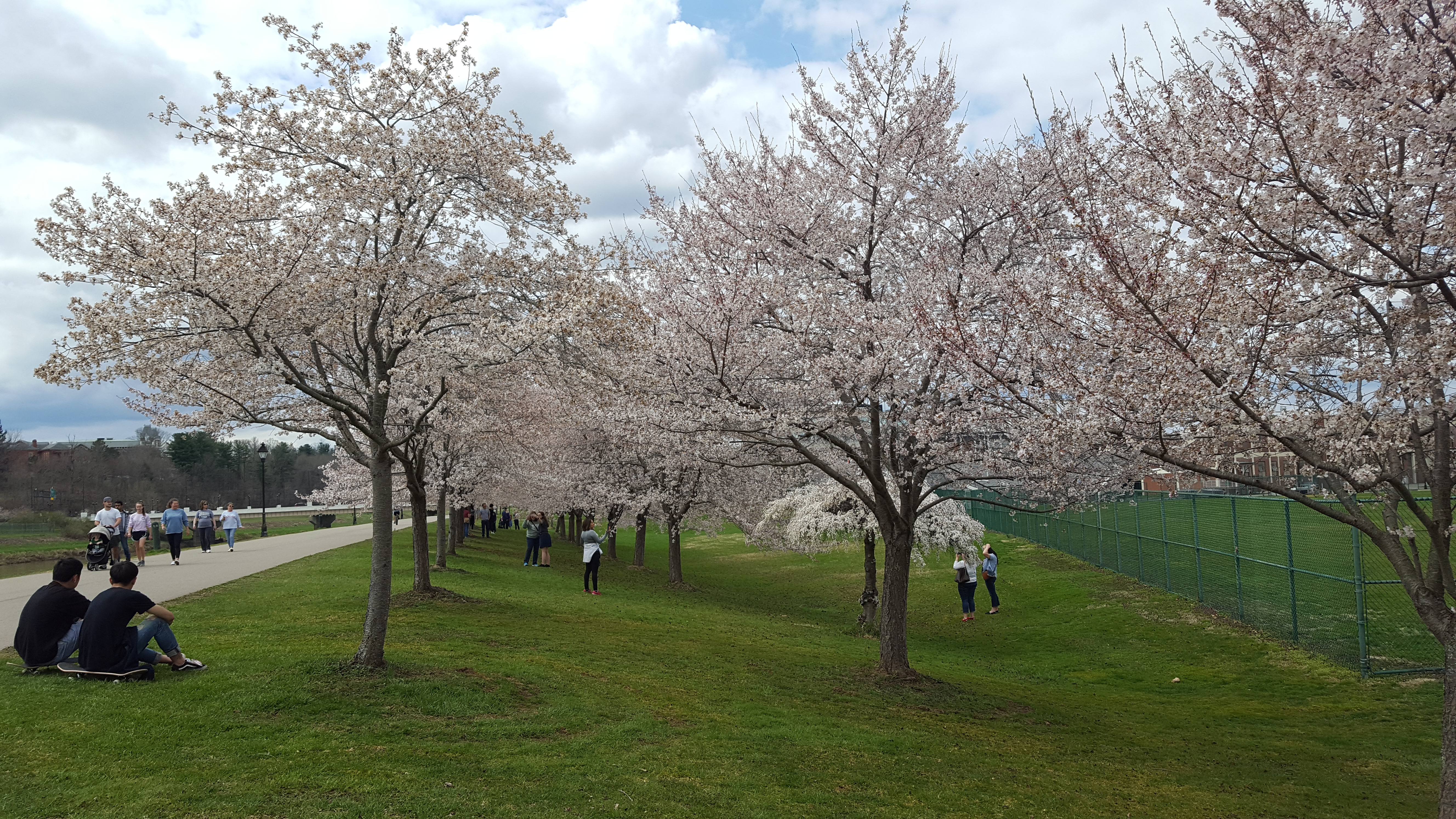 Cherry_blossoms